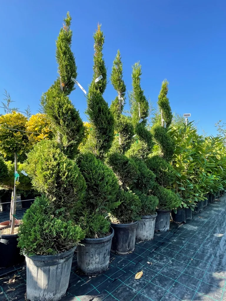 Plante-ornamentale-Pepiniera-Pomaltoi-Bacau