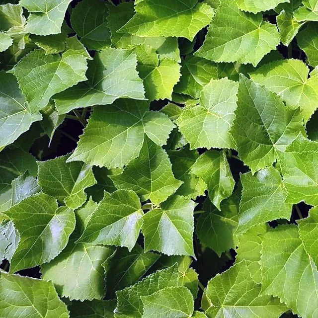 De ce Paulownia devine una dintre cele mai profitabile culturi din România