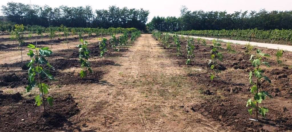 Plantatie Pepiniera Pom fruct Aiud