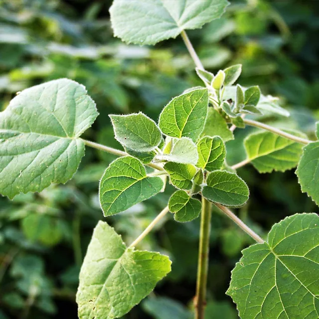 Plante paulownia  Pepiniera Paulownia Europa