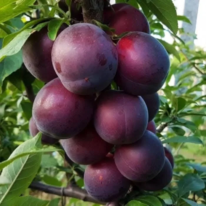 prune Pepiniera LEBADA SRL BOTOSANI