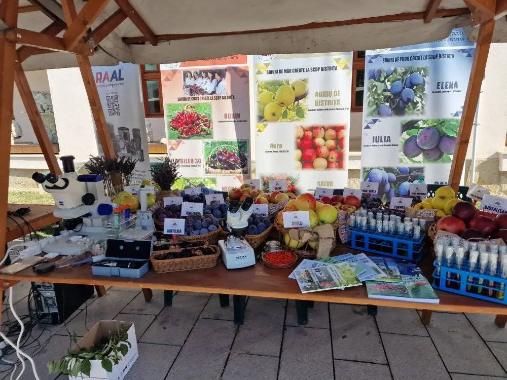 stand promovare SCDP BISTRITA