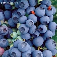 Imaginea miniatură a imaginii anunțului