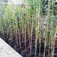 Imaginea miniatură a imaginii anunțului