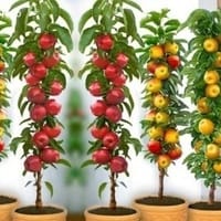 Imaginea miniatură a imaginii anunțului