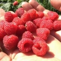 Imaginea miniatură a imaginii anunțului