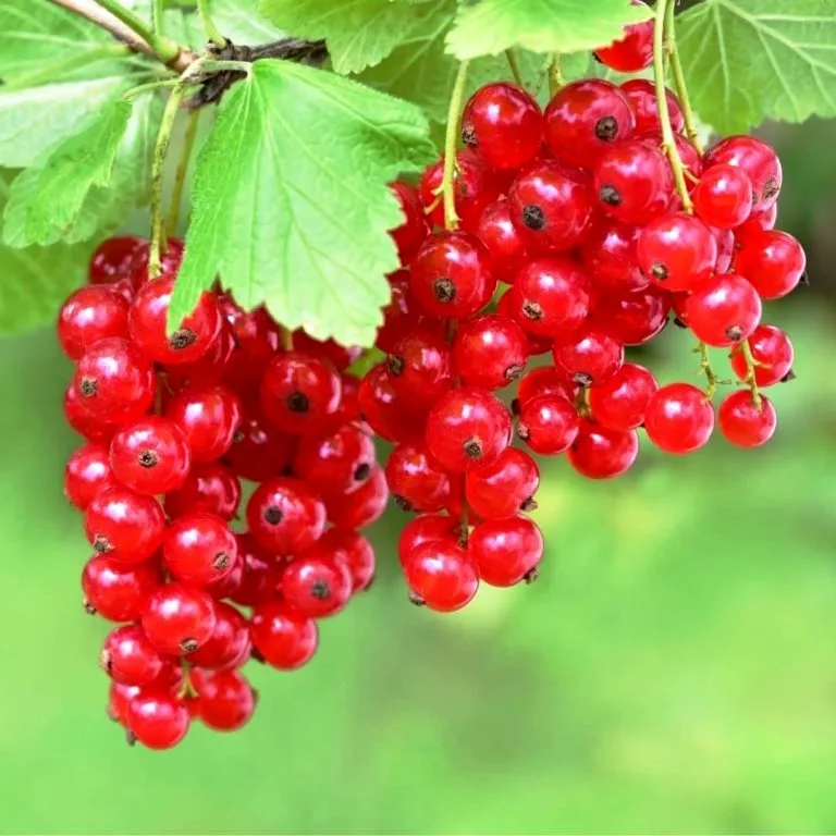 Coacaz rosu Pepinierele Fundulea