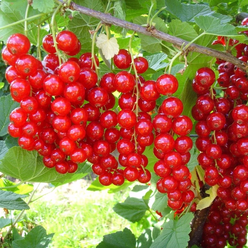Coacaze Pepiniera Pax Trans Zalau