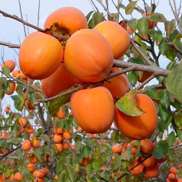 Kaki Pepiniera Pomi Exotici Romania