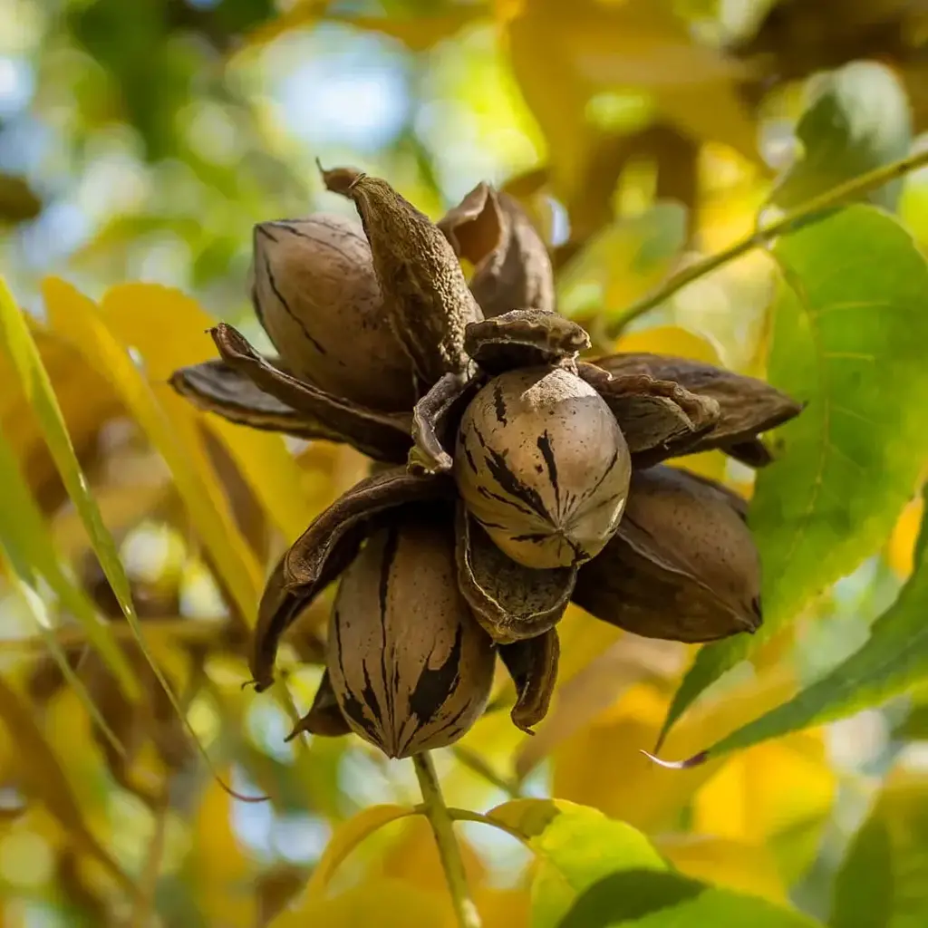 Nuci Pecan Pepiniera Pomi Exotici Romania