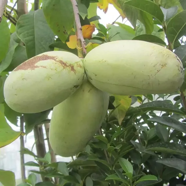 Paw paw Pepiniera Pomi Exotici Romania