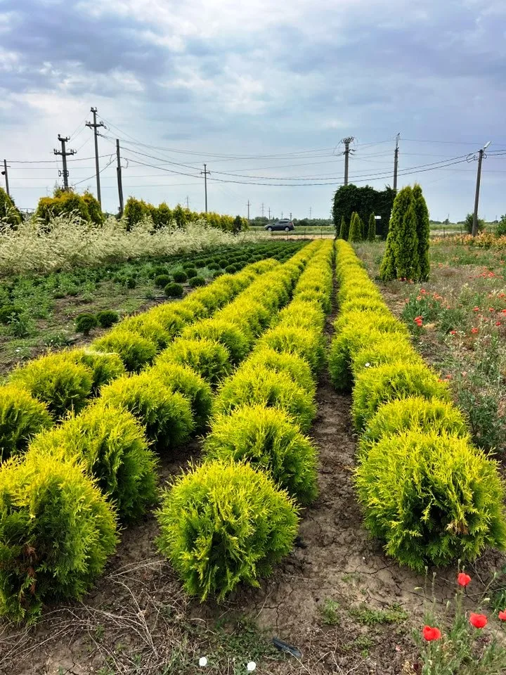 Arbori ornamentali cu balot de pământ extrași pentru proiecte de peisagistică