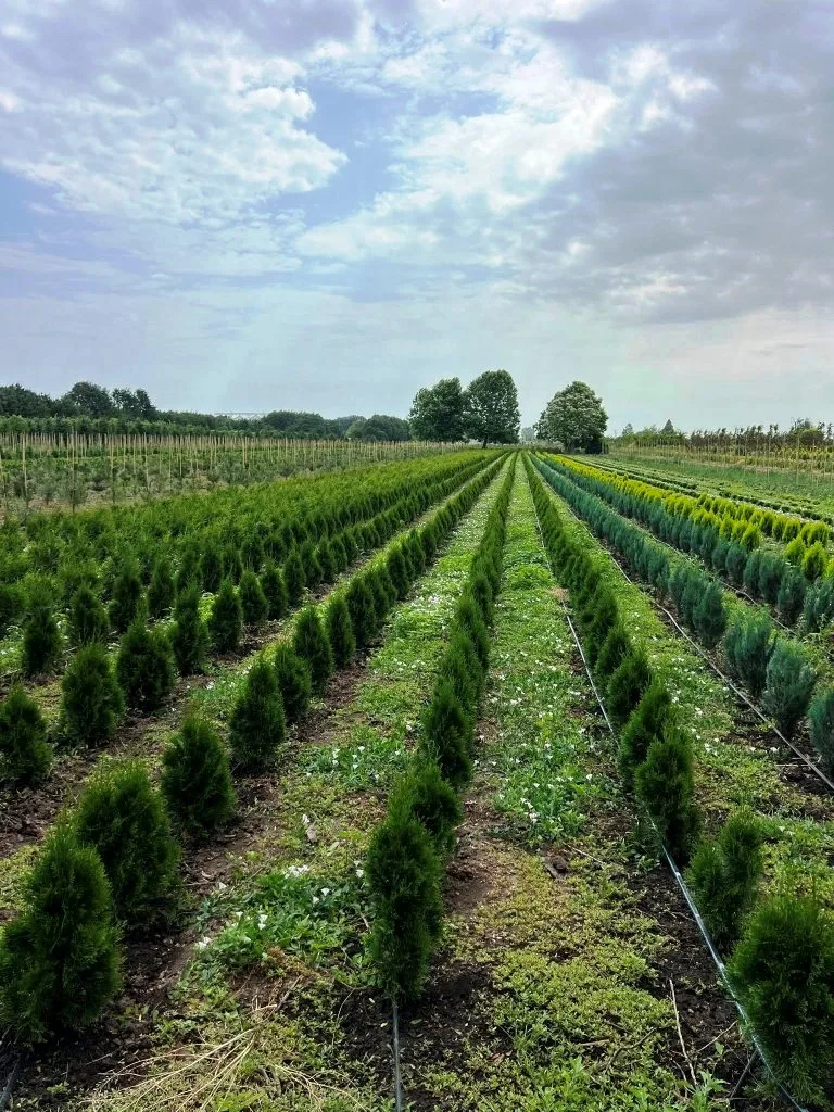 Arbori ornamentali cu balot de pământ extrași pentru proiecte de peisagistică