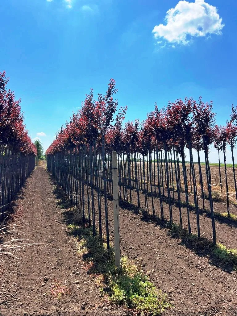 Pepiniera Silva Periland - rânduri de arbori ornamentali și puieți pe o suprafață de 25 hectare