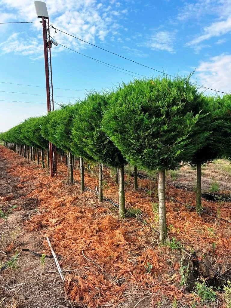 Pepiniera Silva Periland - rânduri de arbori ornamentali și puieți pe o suprafață de 25 hectare