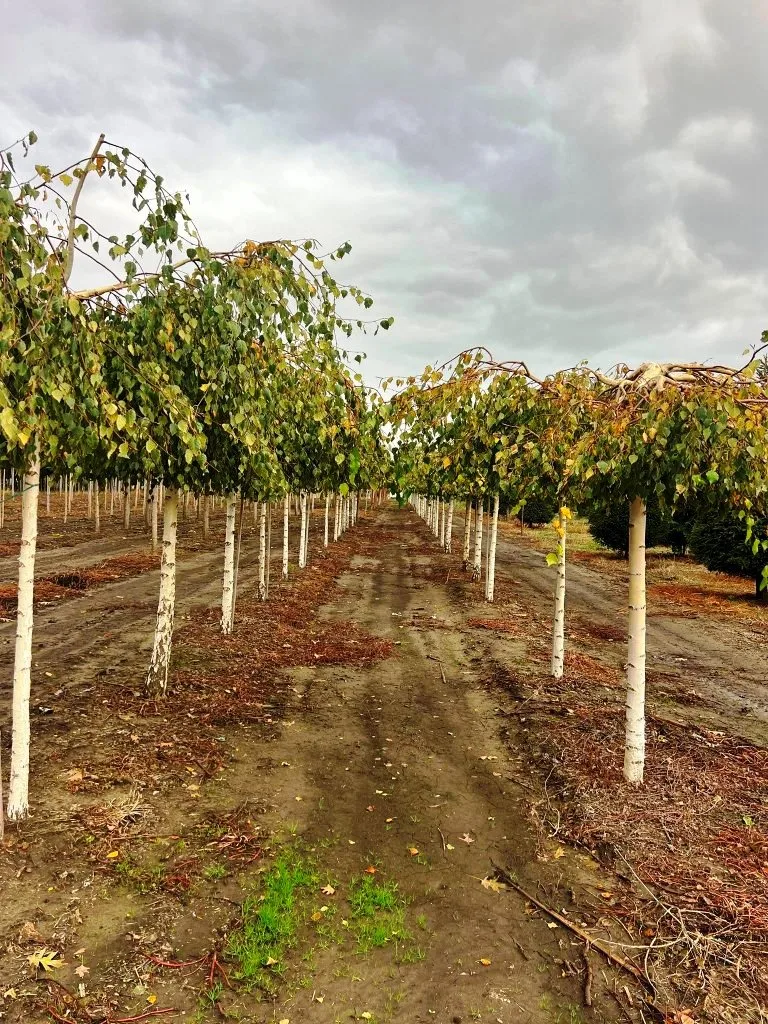 Pepiniera Silva Periland - rânduri de arbori ornamentali și puieți pe o suprafață de 25 hectare