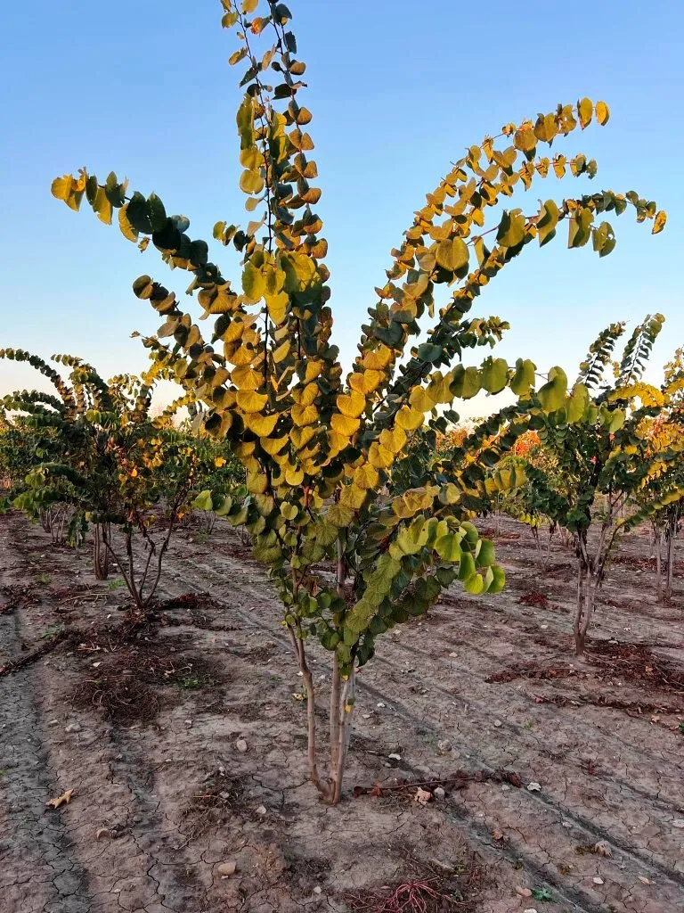 Arbori ornamentali cu balot de pământ extrași pentru proiecte de peisagistică