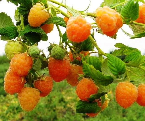 Pepinierele Fundulea - zmeur galben