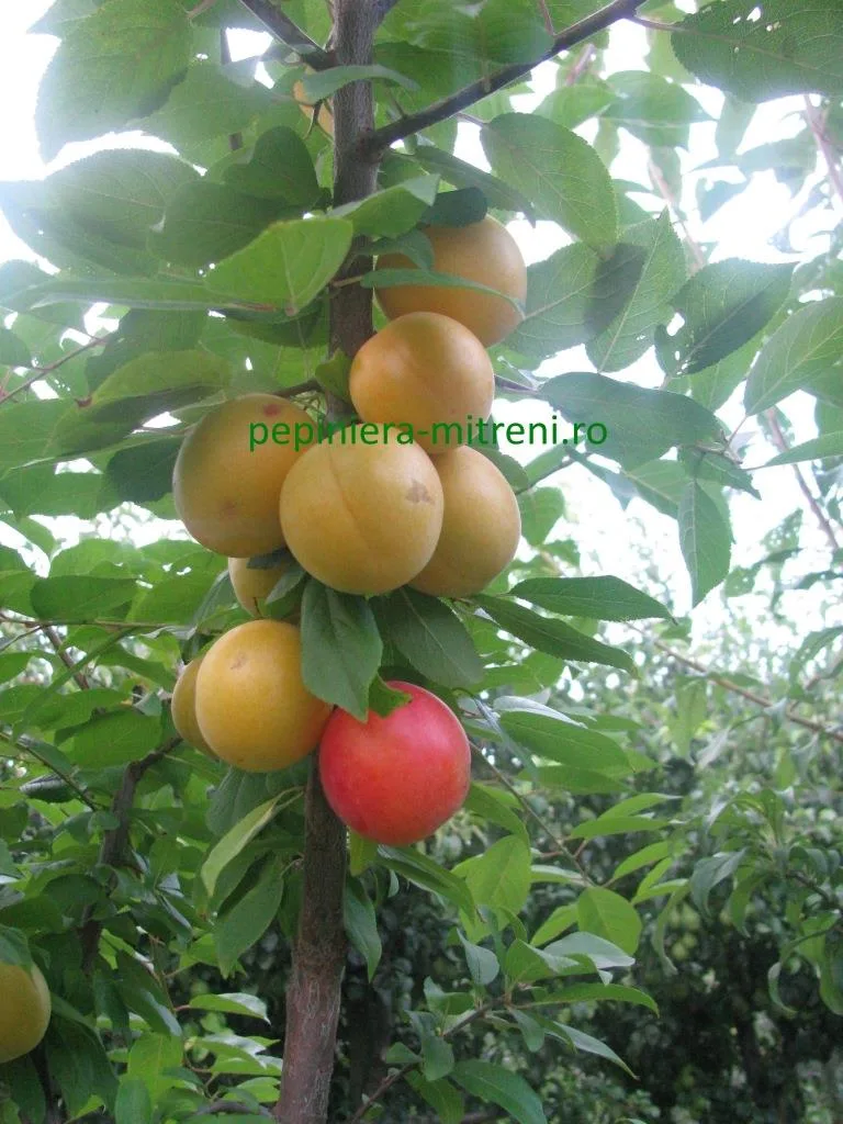 Renglota japoneza galben - Pepiniera Mitreni