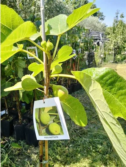 Smochin Pepiniera Pomi Exotici Romania