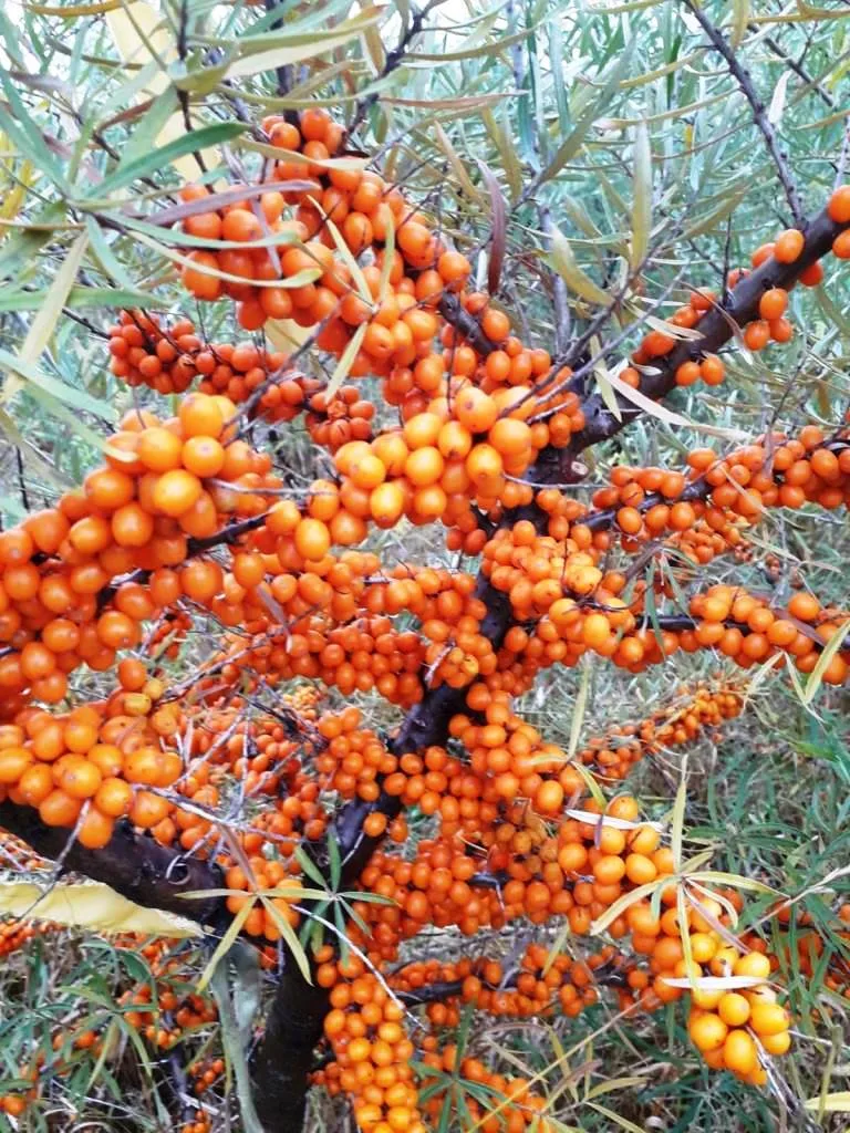 catina Pepiniera CatinaPlant