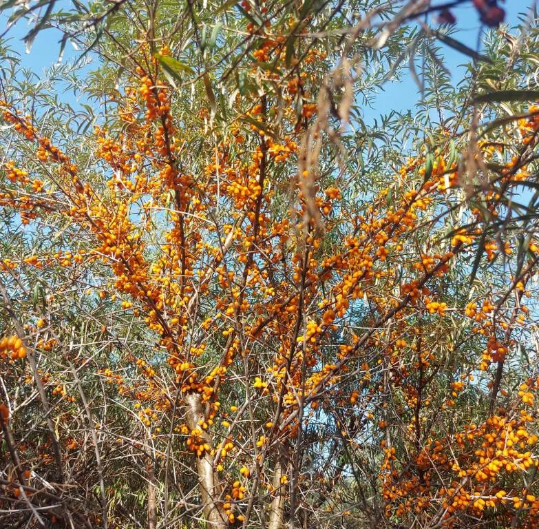 catina Pepiniera CatinaPlant