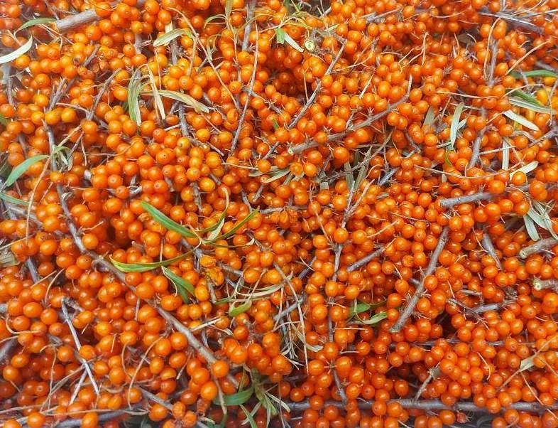 catina culeasa catina Pepiniera CatinaPlant