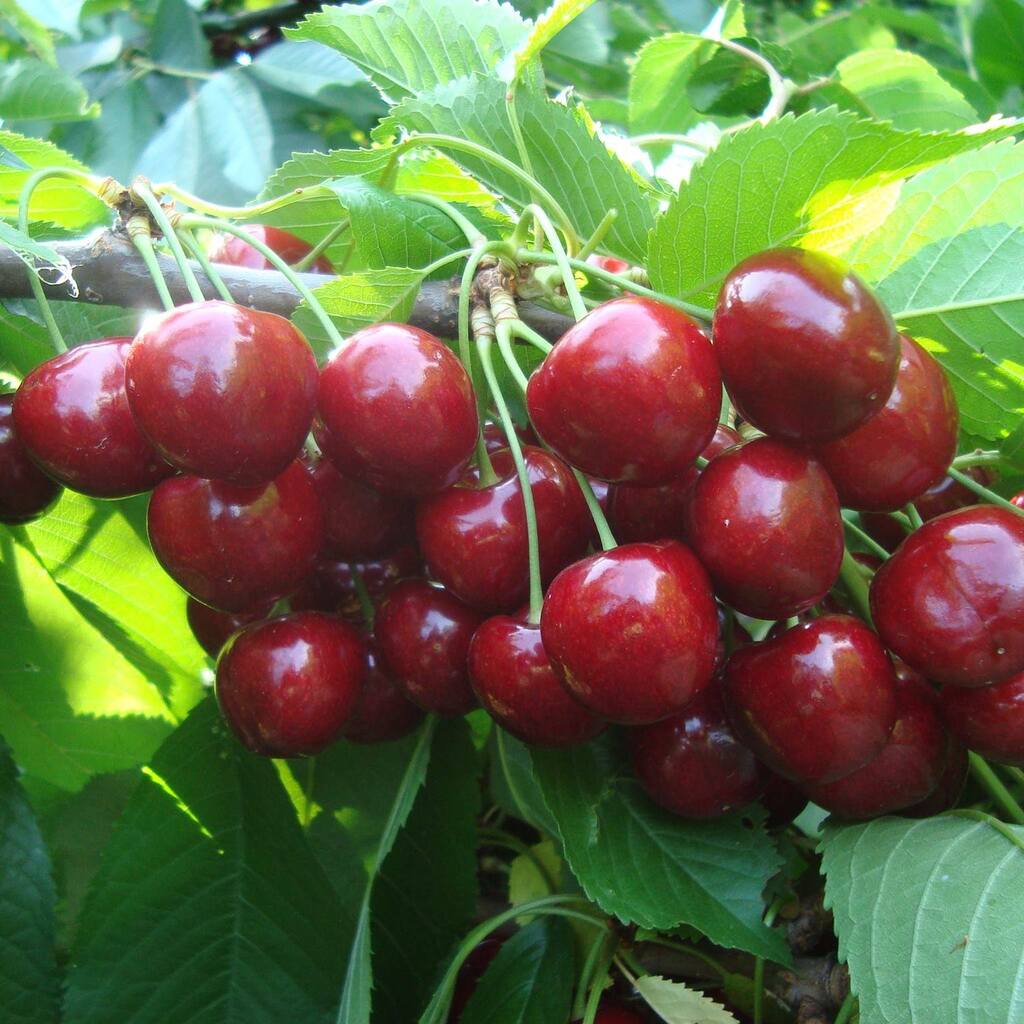 cirese Pepiniera Randunica