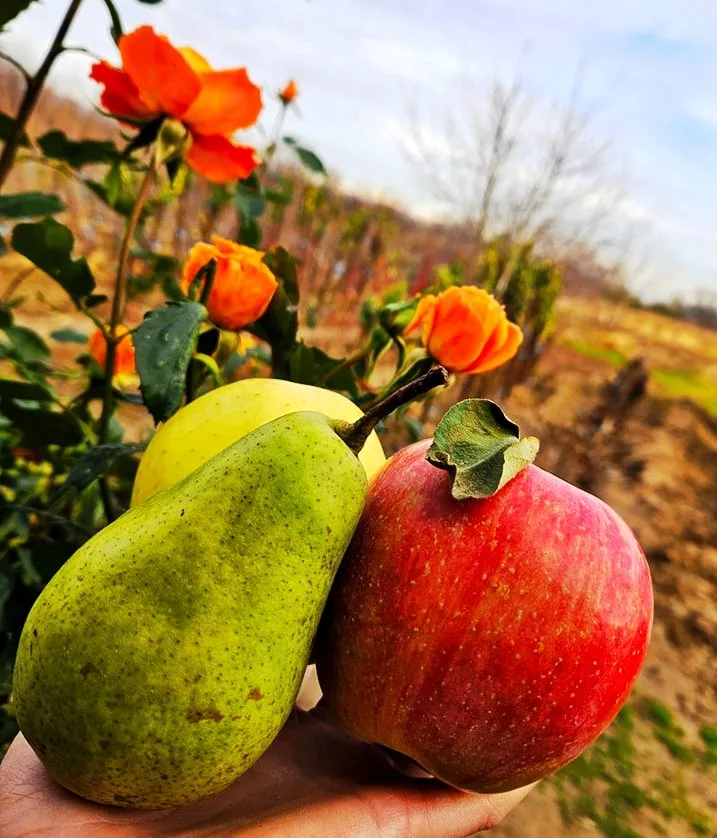 mere pere puieti pomi fructiferi Pepiniera Cornesti