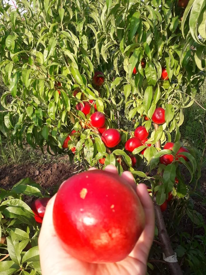 nectarine Pepiniera Randunica