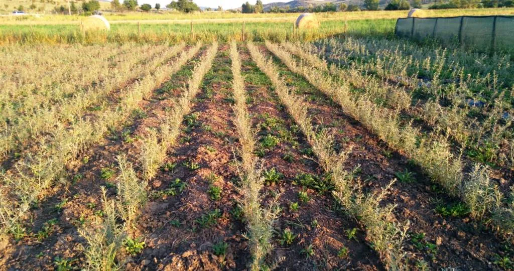 plantatie catina Pepiniera CatinaPlant