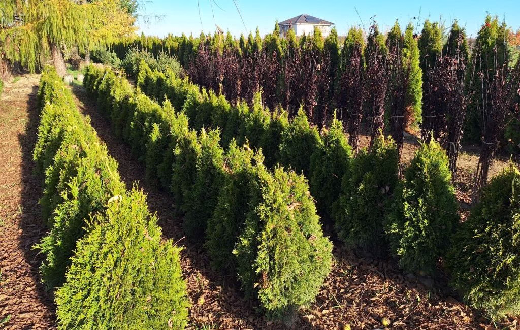 Sediu Pepiniera Robinia din Lugoj, județul Timiș - furnizor autorizat de pomi fructiferi și arbuști.