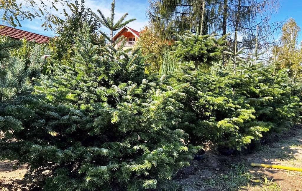 Sediu Pepiniera Robinia din Lugoj, județul Timiș - furnizor autorizat de pomi fructiferi și arbuști.