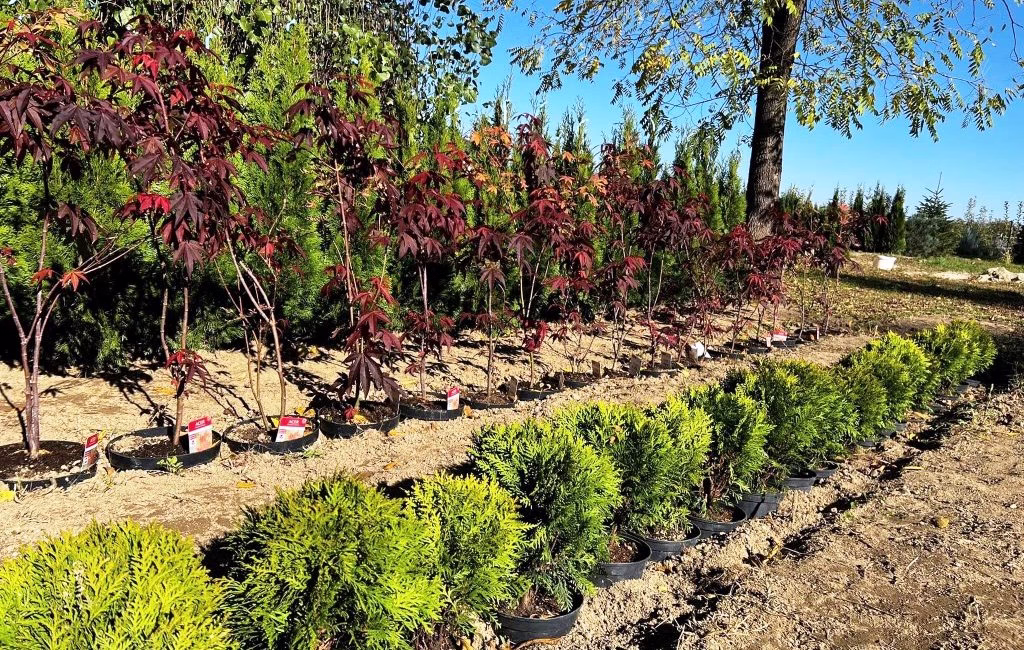 Arbori și plante ornamentale aclimatizate pentru grădini și parcuri, produse de Pepiniera Robinia.