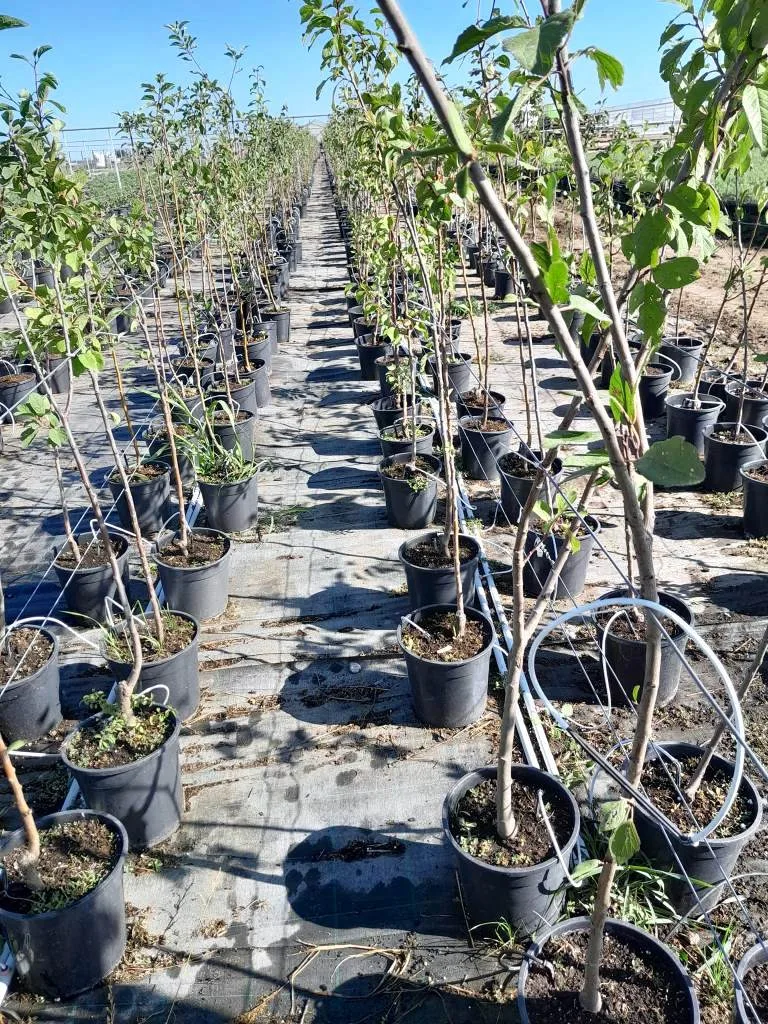 pomi fructiferi Pepiniera Carcea