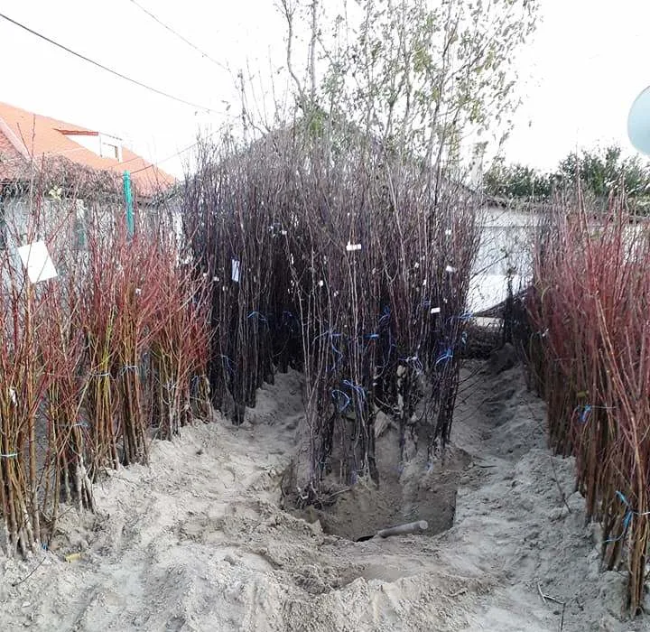 pomi fructiferi Pepiniera Randunica