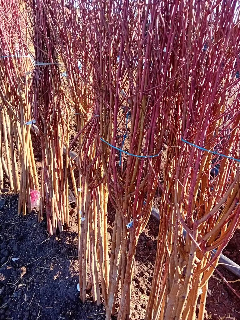 pomi fructiferi vanzare -Pepiniera Carcea