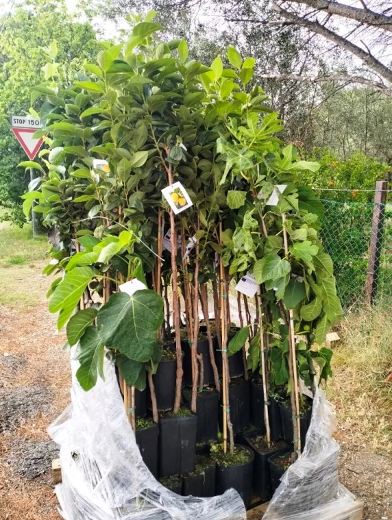 pomi ambalati Pepiniera Pomi Exotici Romania