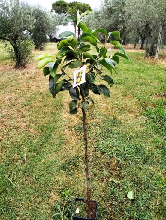 pomi vanzare Pepiniera Pomi Exotici Romania