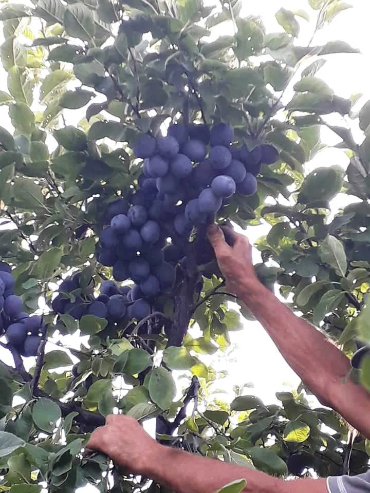 prune Pepiniera Randunica