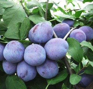 prune pepiniera olma