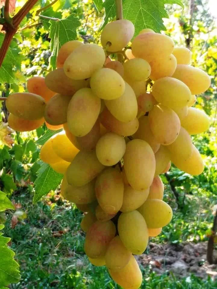 vita de vie Pepiniera lui Matei