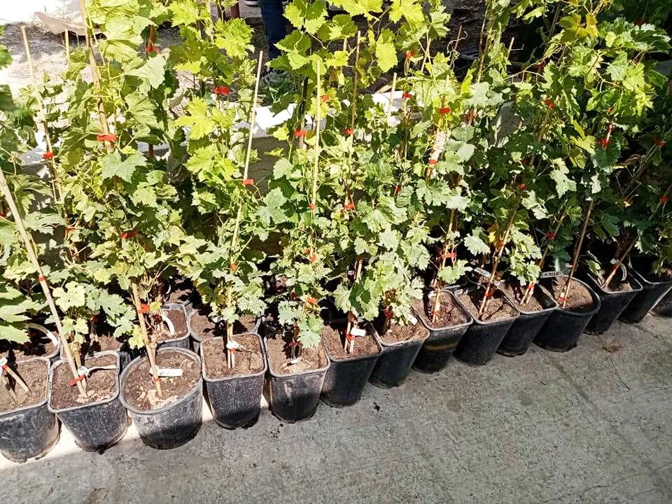 Butași de viță de vie la ghiveci produși de Pepiniera Chelaru Buzau