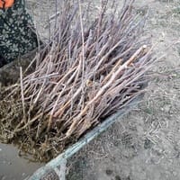 Imaginea miniatură a imaginii anunțului