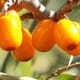 Vand catina alba, bio