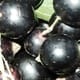 Vand coacaze negre