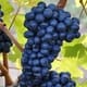 Vand struguri de vin Ottonel si Feteasca negra