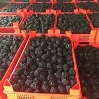 Imaginea miniatură a imaginii anunțului