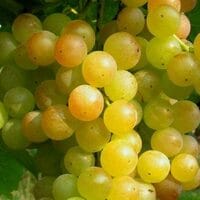 Imaginea miniatură a imaginii anunțului