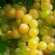 Vanzare struguri de vin muscat ottonel